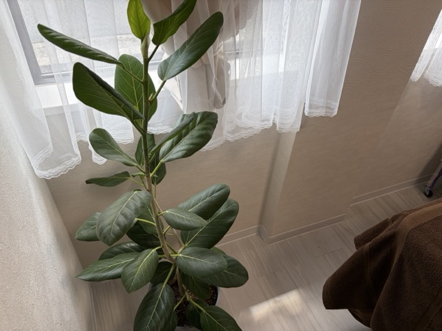施術室の植物